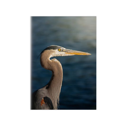 The Great Blue Heron - Wildlife Photo