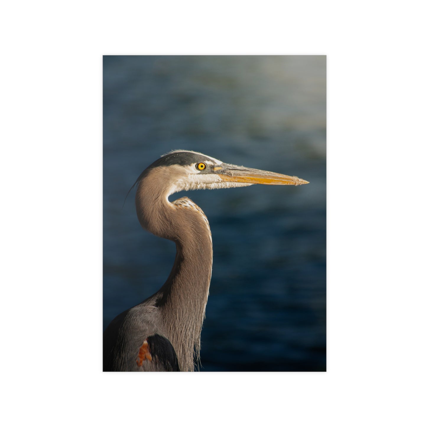 The Great Blue Heron - Wildlife Photo