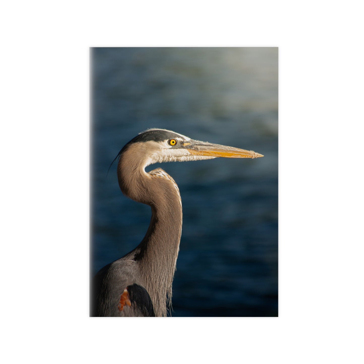 The Great Blue Heron - Wildlife Photo