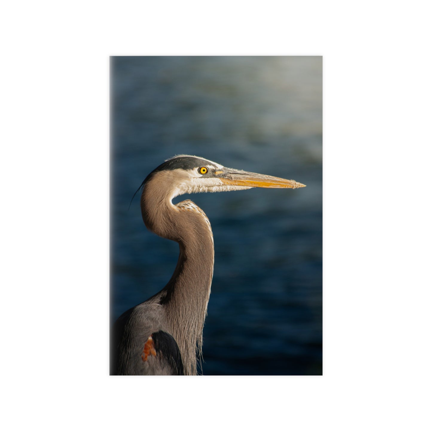 The Great Blue Heron - Wildlife Photo