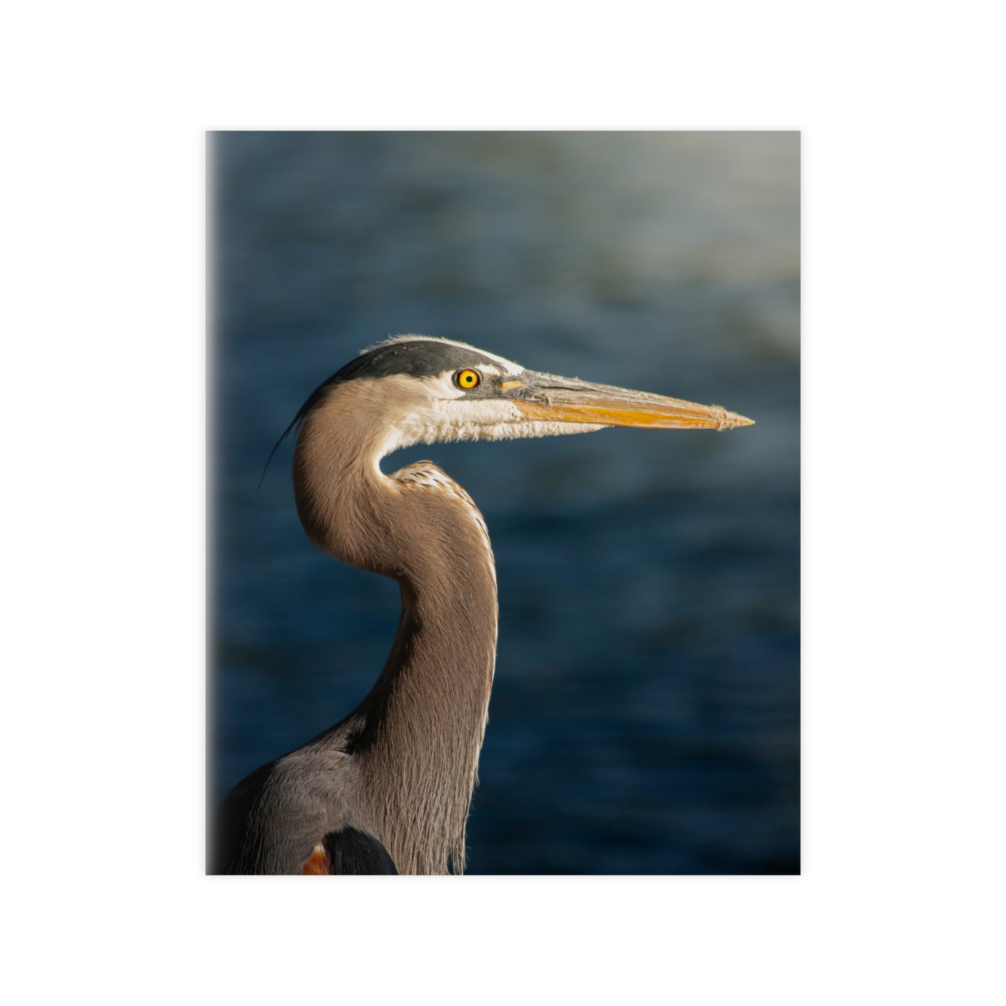 The Great Blue Heron - Wildlife Photo