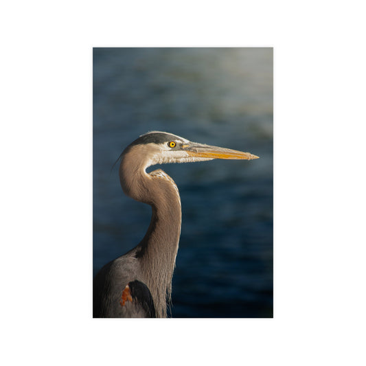 The Great Blue Heron - Wildlife Photo