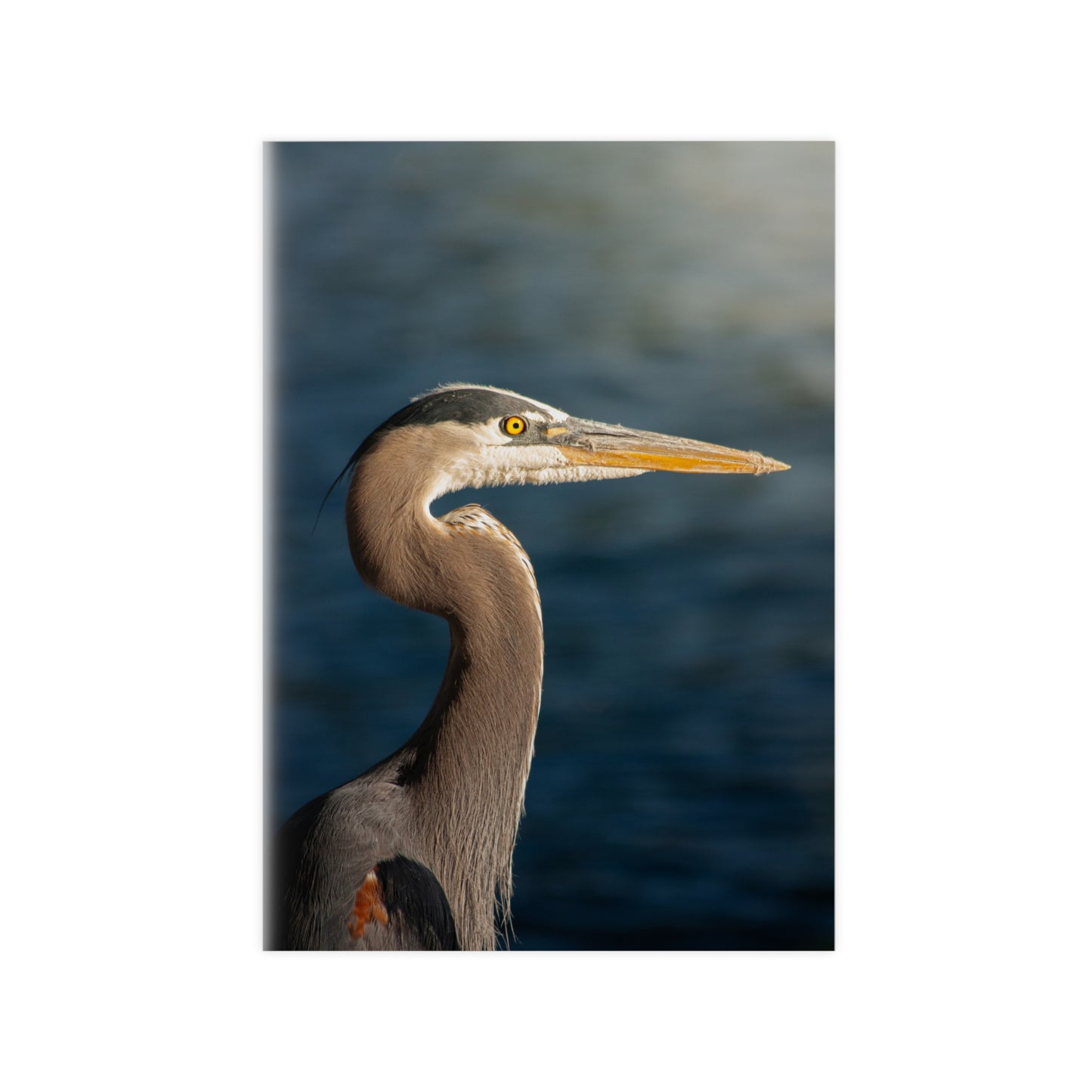 The Great Blue Heron - Wildlife Photo