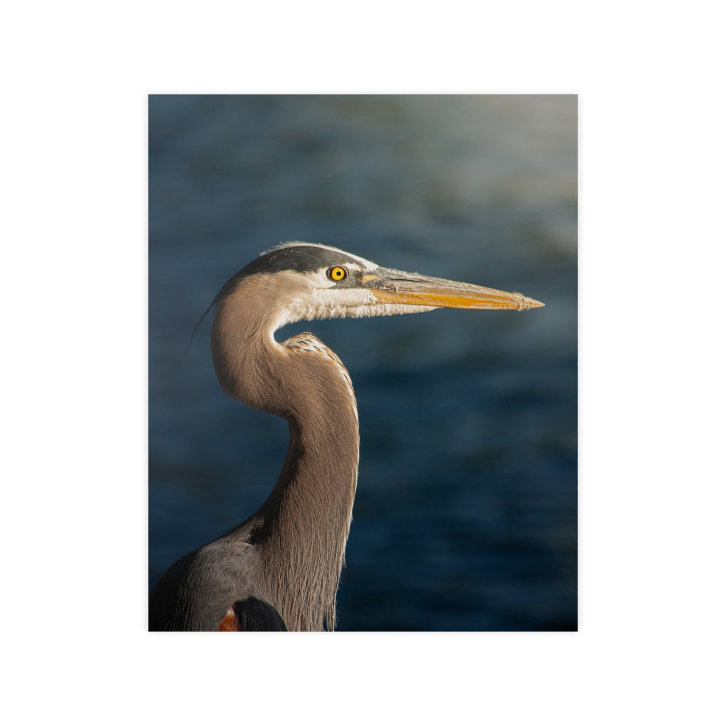 The Great Blue Heron - Wildlife Photo