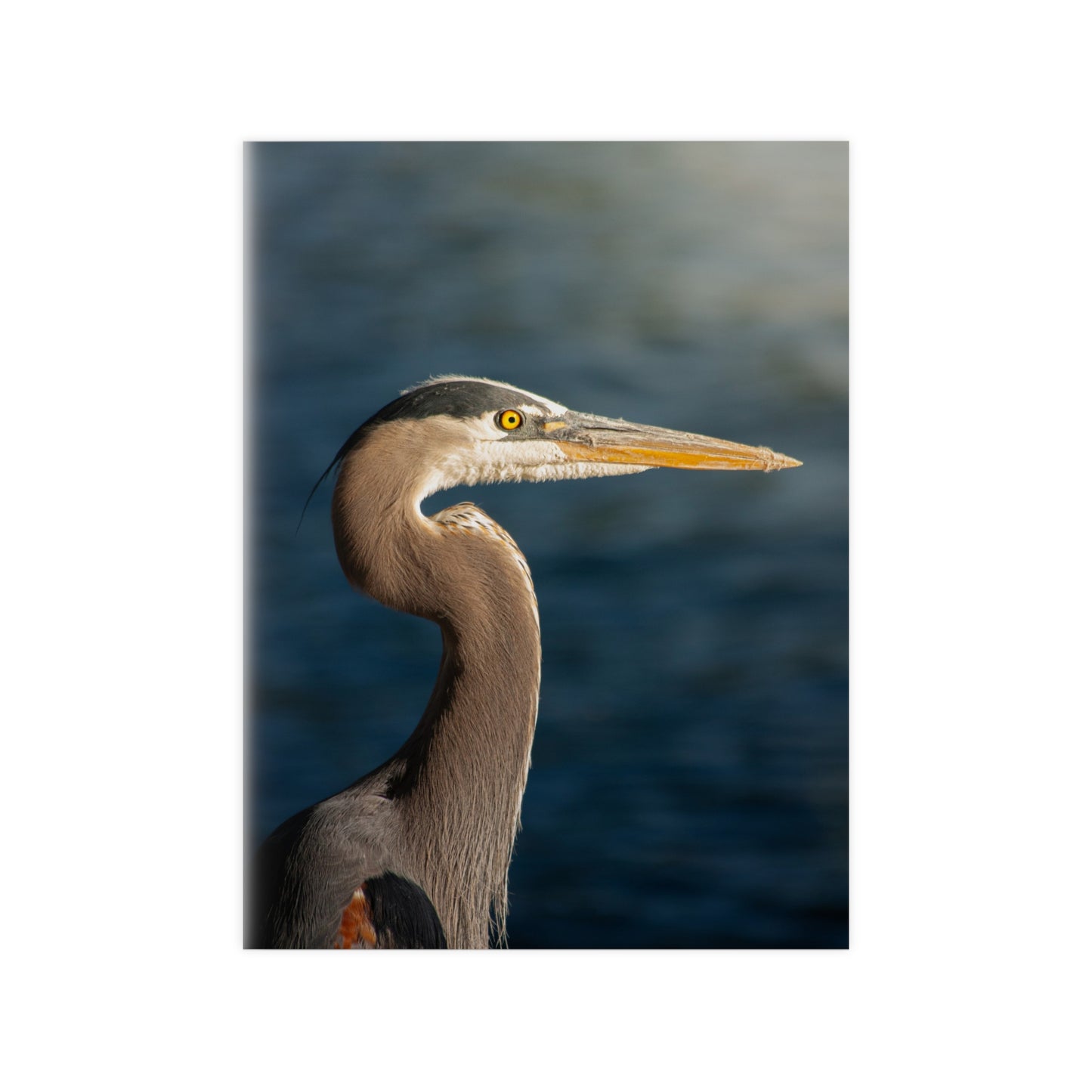 The Great Blue Heron - Wildlife Photo