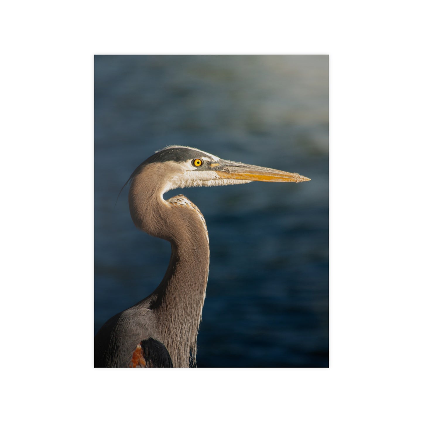 The Great Blue Heron - Wildlife Photo