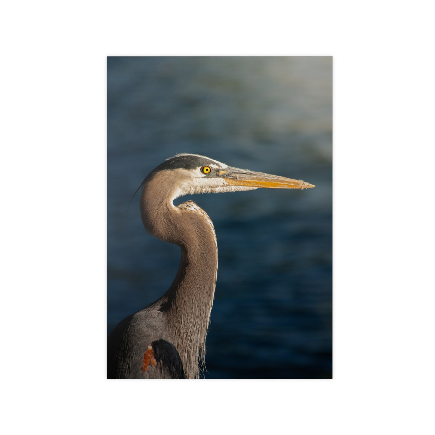 The Great Blue Heron - Wildlife Photo